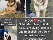 Für immer zu Hause gesucht! Picco weibl. ca. 7 Jahre, vermutlich Schäferhund-Mix sucht ihr für immer zu Hause - Neusäß