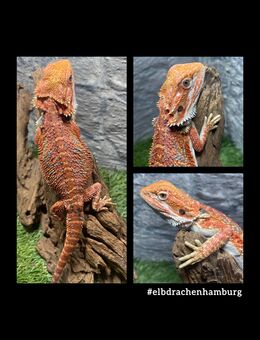 No.4 High Red Blue Bartagame male (pogona vitticeps) NZ April 2025 - Hamburg Wandsbek