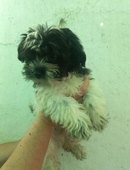 Nokedli, Malteser MIx Welpe - Remagen