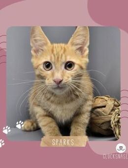Katerchen Sparks sucht sein Körbchen - Lalendorf