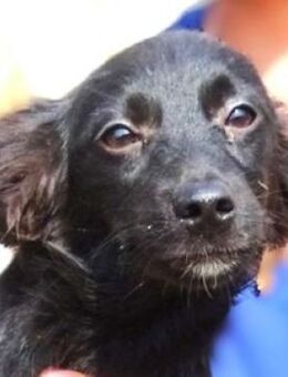 Hundemädchen SHELLY - Gefrees