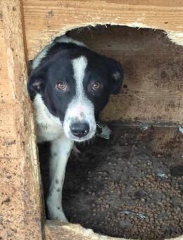 ❤️ SCARLET ❤️ - WÜNSCHT SICH EIN LEBEN I - Alfeld (Leine)