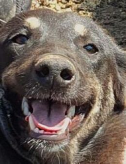 SAFARI-aufgeschlossene Hündin, 49 cm - Rösrath