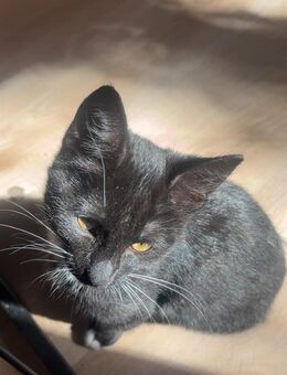 Katzen kater kind sucht ein neues zur Hause - Witten