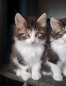 Maine Coon Mischlingskatzen suchen ein Zuhause - Kleines Wiesental