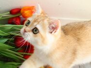 Reinrassige BKH Katze ny 12 black golden shell Stammbaum - Hof