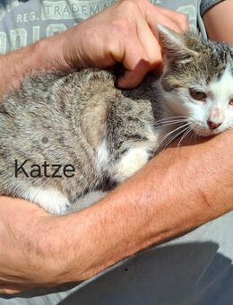 Katzen Babys - Geithain