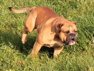 Old English Bulldog Rüde - Brüel