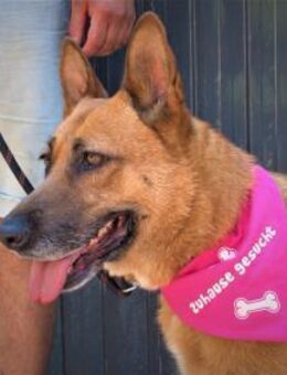 Sehr folgsam+zuwendungsbedürftig=DIEGA♥️ - München