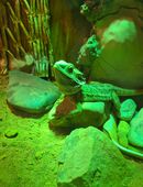 Bartagame zu verkaufen in 51103