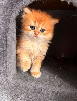 BKH Kitten Gold Schade, Weiß Silber - Frankfurt (Main)