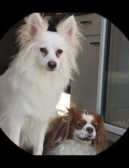 Dave wünscht sich eine Familie - Remagen