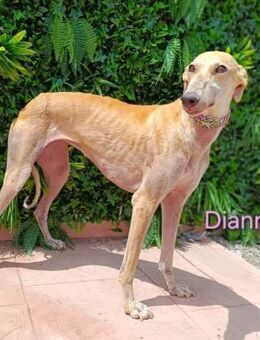 Dianna lieb mit Katz u.Mensch 06/22 ESP - Ruppertsecken