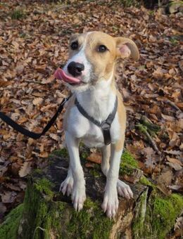 Lia - zauberhafte junge Hündin - Lenningen