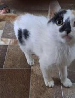 CLOPOTICA - (jung, offen) - Köln