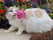 Ragdoll "Greta" mit Stammbaum - Golzow (Landkreis Potsdam-Mittelmark)