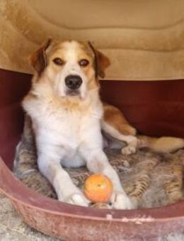 Sommersprosse Nino - Eixen