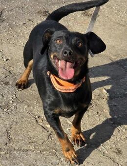 Soziale VAYA ist ein Klasse Hund ♥️ - München