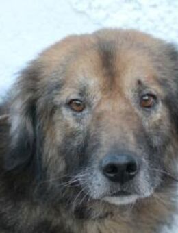 Minzi - verschmuste liebe Hündin - Lohra