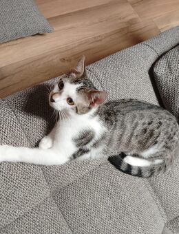 Zwei junge Kater verschmust. - Ortenberg (Hessen)