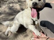 Bonnie sucht ein Zuhause - Elsenfeld