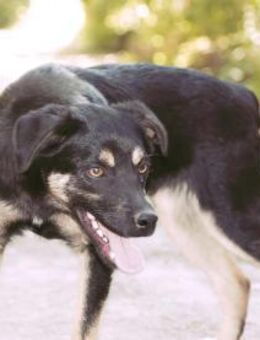 Lustiger KOVU = Hund mit Charme♥️ - München