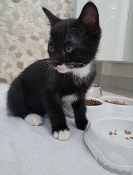 2 Kater in Kreis Osnabrück suchen ein neues zu Hause - Hilter (Teutoburger Wald)