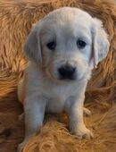 Goldene Retriever Welpen in 53809