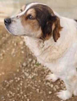 Daniela - braucht Zeit, Geduld und Liebe - Krefeld