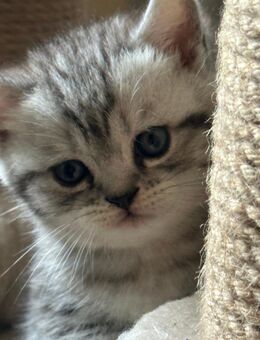 Bkh kater - Rheine