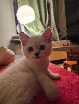 Wunderschöner Bkh Kitten sucht Zuhause ! - Laatzen