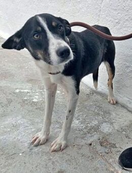 SARABI - sucht ein feinfühliges Zuhause - Sulzbach-Laufen