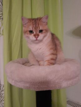 Britisch Kurzhaar Kater für 500. - Verl