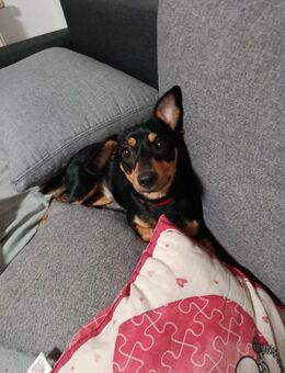 Zwergpinscher Hündin - Pirmasens