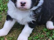 Australian Shepherd Welpen noch 1 Welpe da - Hopsten