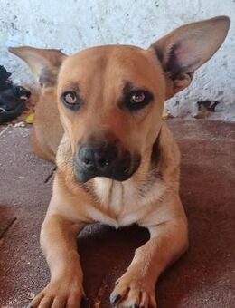 Pedro möchte seine Koffer packen - Olsberg