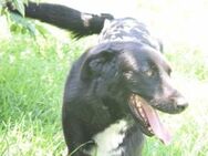 ANNIE - ist die Liebe pur - Sulzbach-Laufen