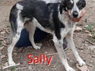 SALLY ❤ sucht Zuhause oder Pflegestelle - Langenhagen