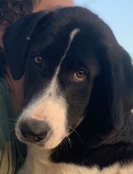 Zelina, geb. ca. 05/2022, GRIECHENLAND - Markdorf