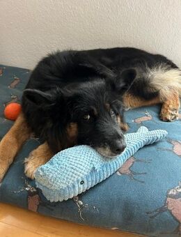 Toller Bruno sucht perfektes Zuhause - Duisburg