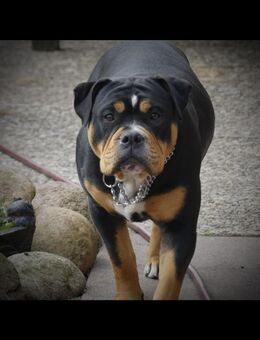 Mini Old Bull Welpen - Geeste