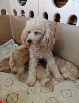 Zwergpudel ,Welpen - Wolpertshausen