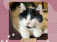 Katze Maggie sucht ihre Dosis - Lalendorf