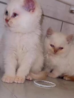 Süße BKH Colourpoint Kitten – 2 Monate alt – 500€ VB 🐾 - Merzenich