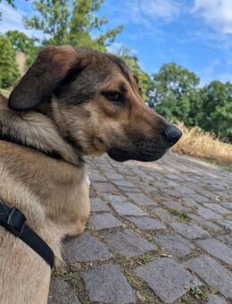 freundliche Tierschutzhündin Nena - Berlin