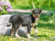 Kia ❤️ Schutzgebühr 500 Euro - Burgsinn