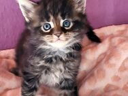 Wir haben ein prächtige, zauberhafte und reinrassige Maine Coon Kitten Mädchen - Stuttgart