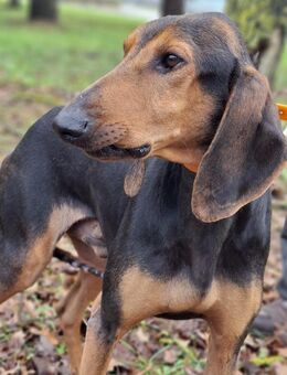 Lillo, zarter vorsichtiger Rüde Notfall❗ - Würzburg