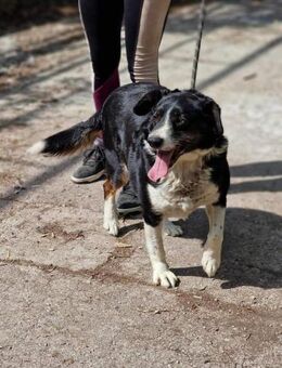 Sehr verträglicher liebevoller ROCKY ♥️ - München