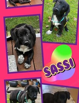 Welpenmädchen Sassi auf Pflegestelle - Nürnberg